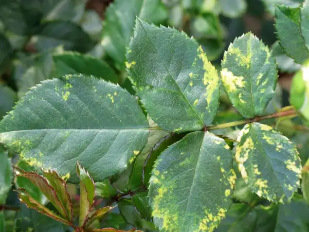 Virus des plantes : symptômes, prévention et traitement