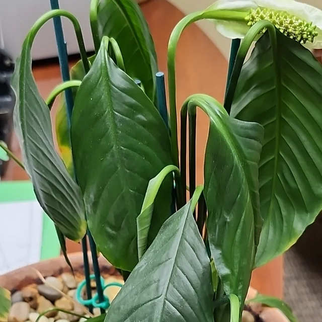 Arrosage excessif des plantes : symptômes, causes et solutions