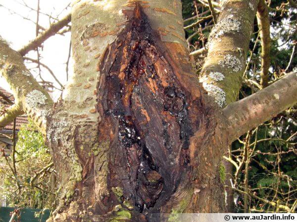 Bacterial Canker in Cherry: How to Recognize and Treat It Effectively