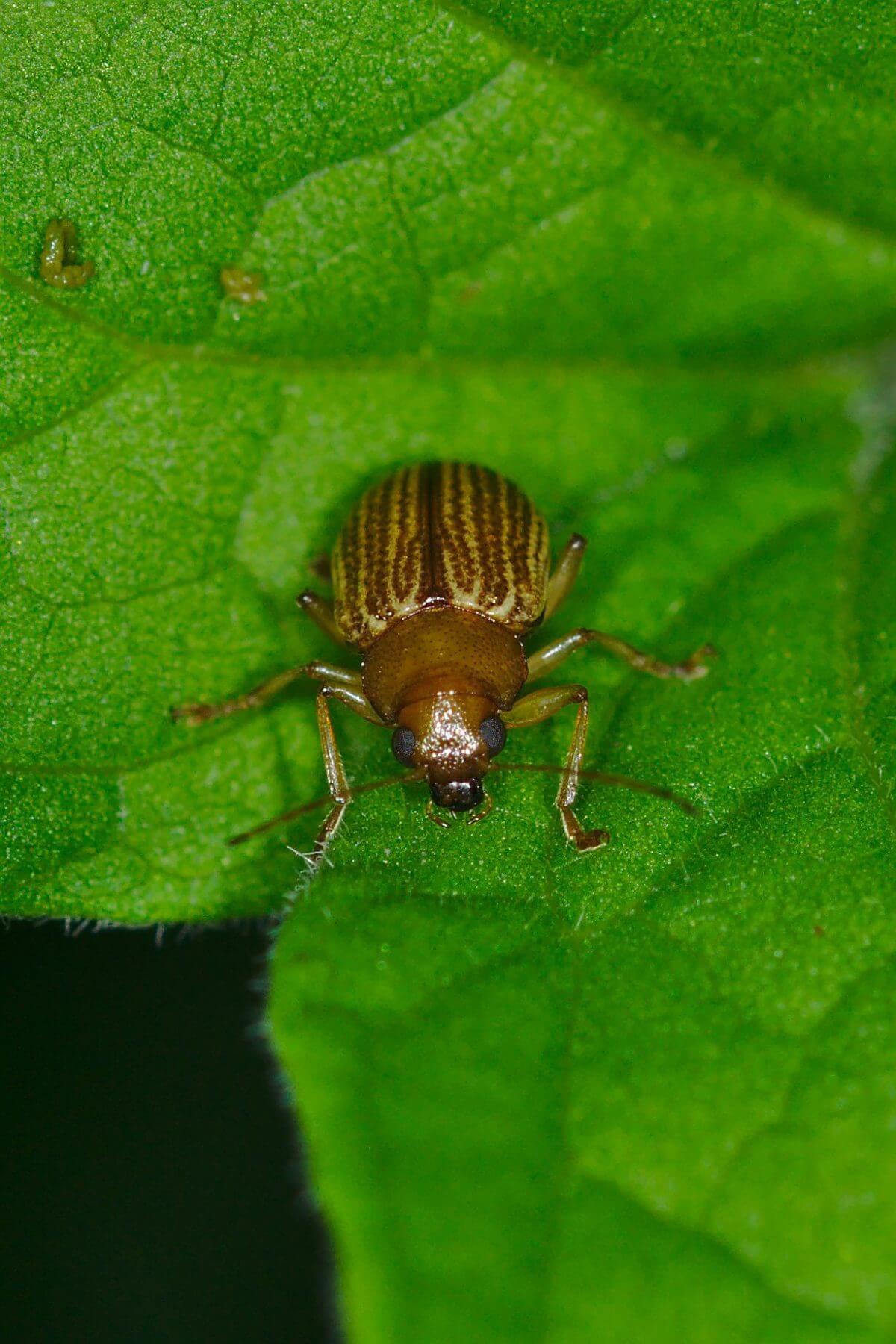 Scar beetle on banana trees | idMicrobe