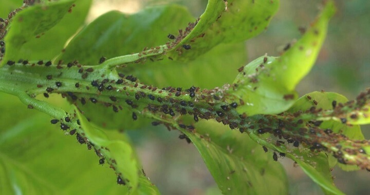 Aphids on quinoa | idMicrobe