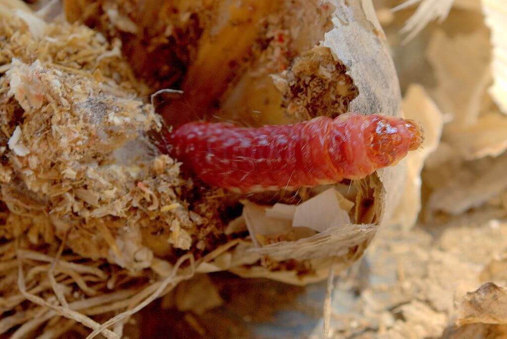 Perce-ail rouge : comment le reconnaître et le traiter efficacement
