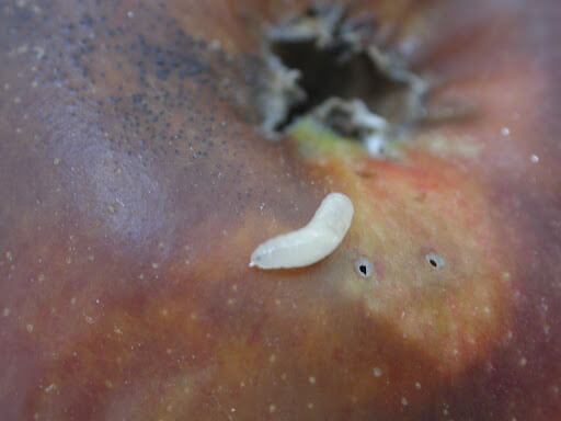 Fruit Fly: Symptoms and Damage on Figs or Fig Trees