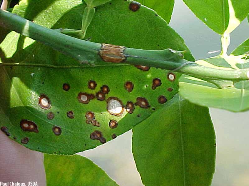 Antracnosis: Síntomas y daños en Limonero