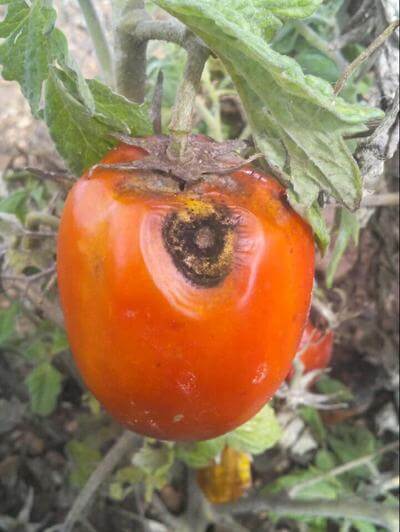 Anthracnose : qu'est-ce que c'est, comment se produit-elle et comment l'éliminer efficacement ?