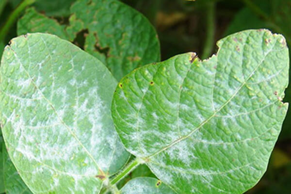 Oídio na soja | idMicrobe