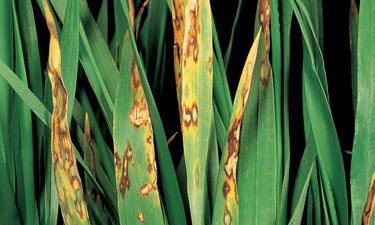 Rincosporiosis en Cereales de invierno: Cómo se reconoce y se trata eficazmente