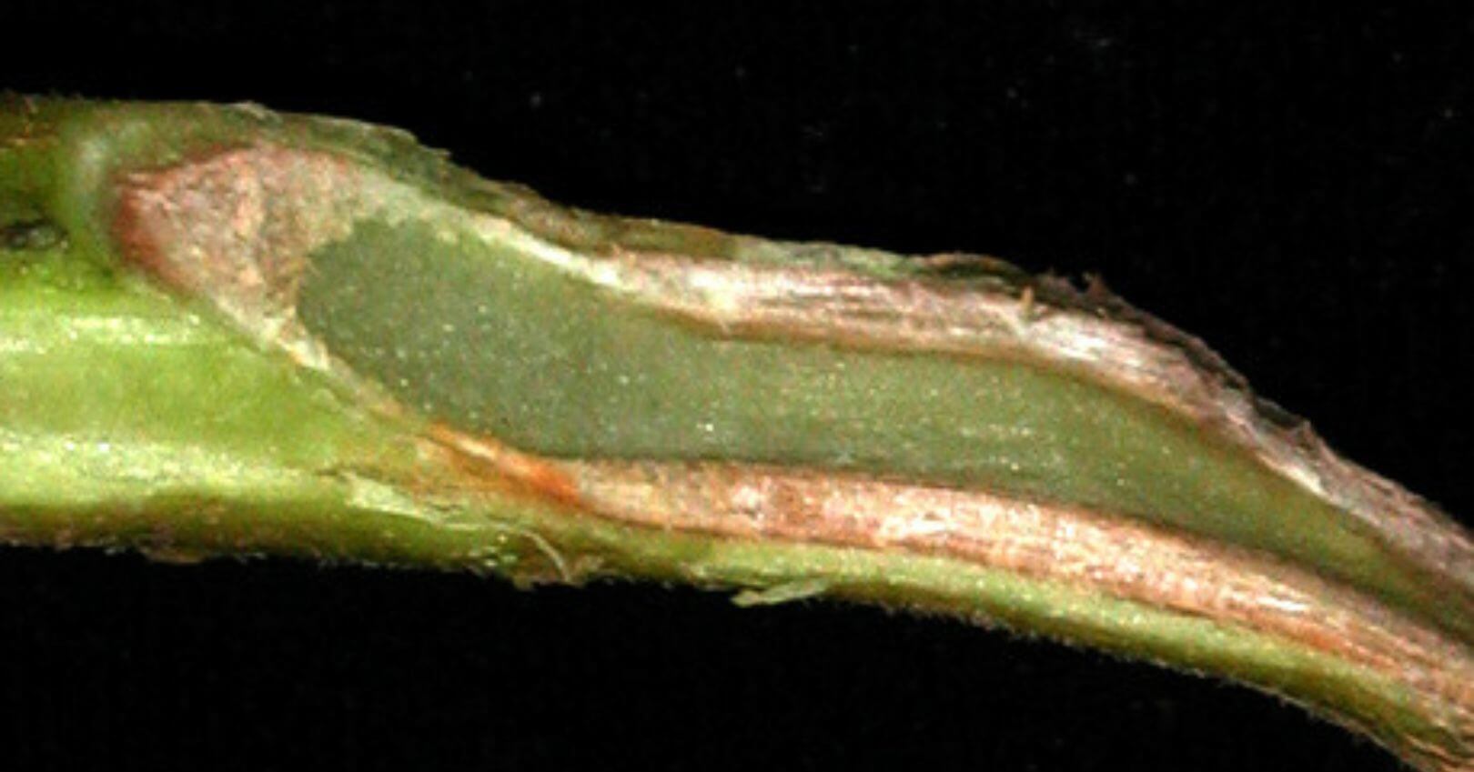 Daños causados por Verticilosis en Patata