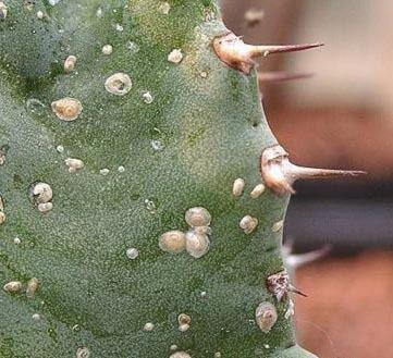 Symptoms, treatments and recommendations for treating mealybugs or scales