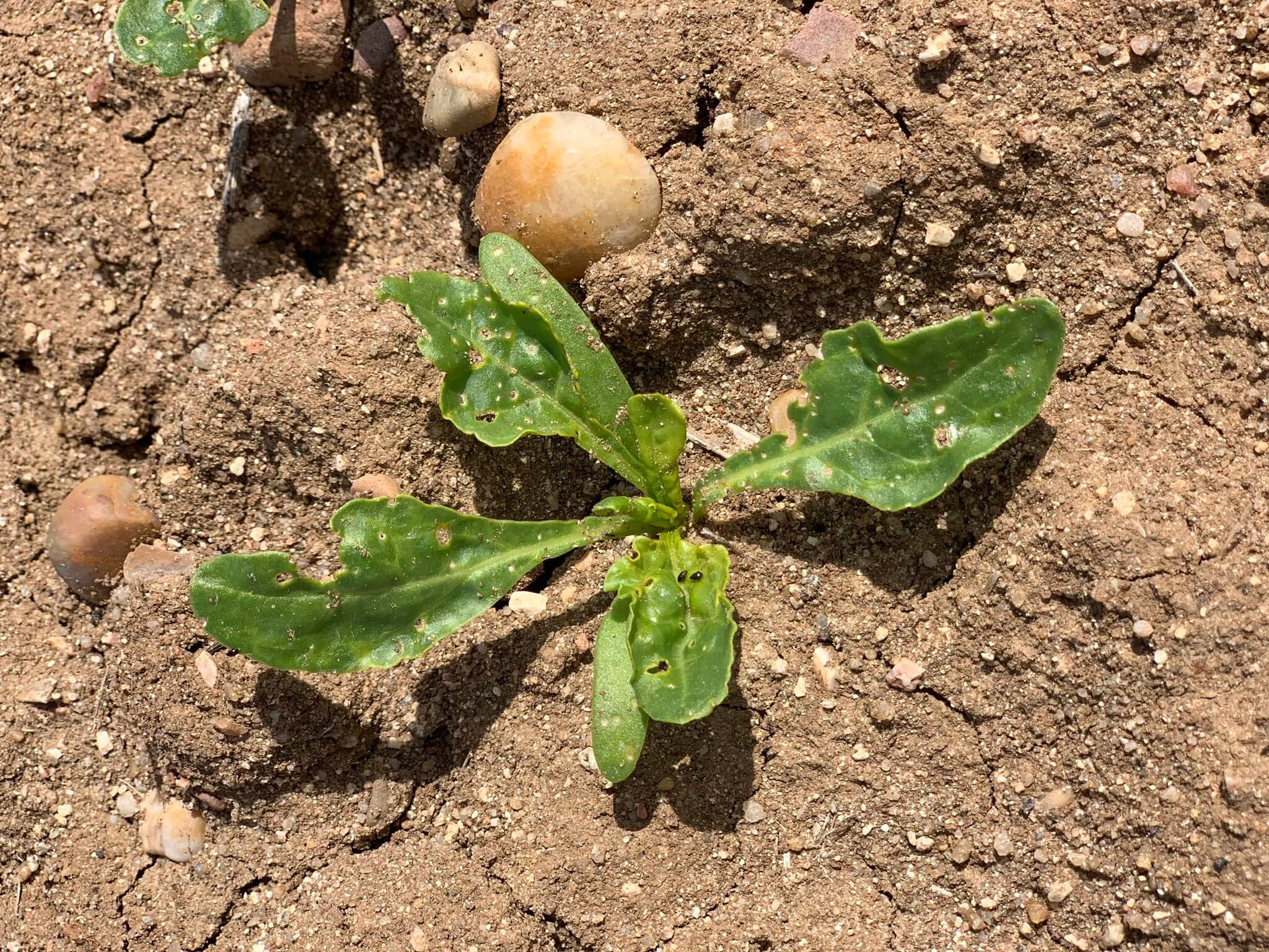Flea beetle in table beet: How to recognize and treat it effectively