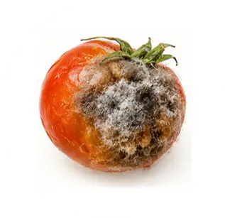 Botrytis