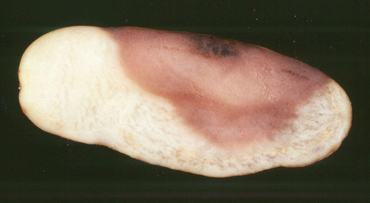 Podridão rosa em batatas | idMicrobe