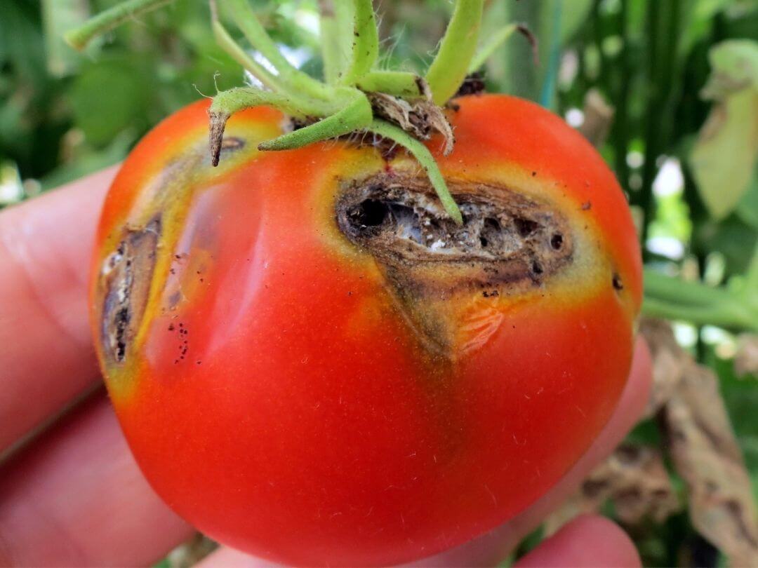 Polilla del tomate: Síntomas y daños en Tomate