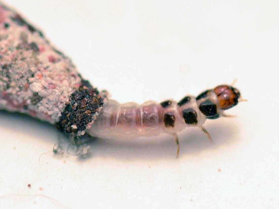 Daños causados por Polilla de la panoja o polilla del estuche en Quinoa