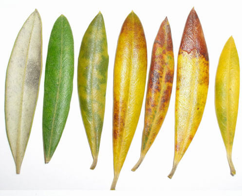 Repilo plomizo o emplomado en olivo | idMicrobe