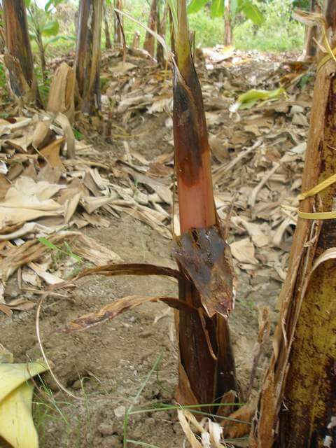 Watery pseudostem rot or soft rot in banana trees | idMicrobe