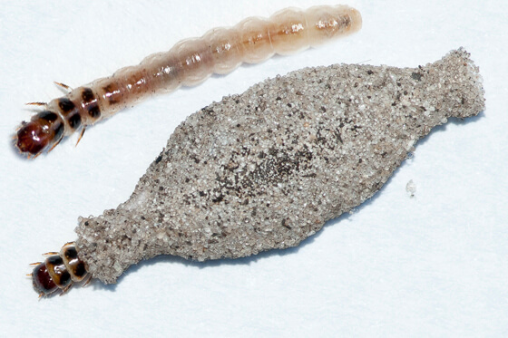 Polilla de la panoja o polilla del estuche en quinoa | idMicrobe