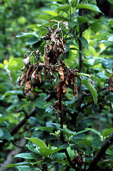 Monilia, brown rot in pome fruit trees: How to recognize and treat it effectively