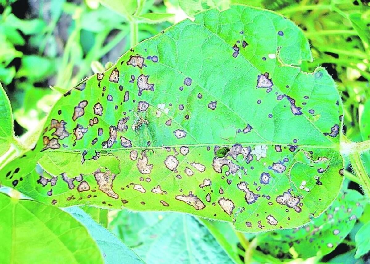 Œil de grenouille dans le quinoa | idMicrobe