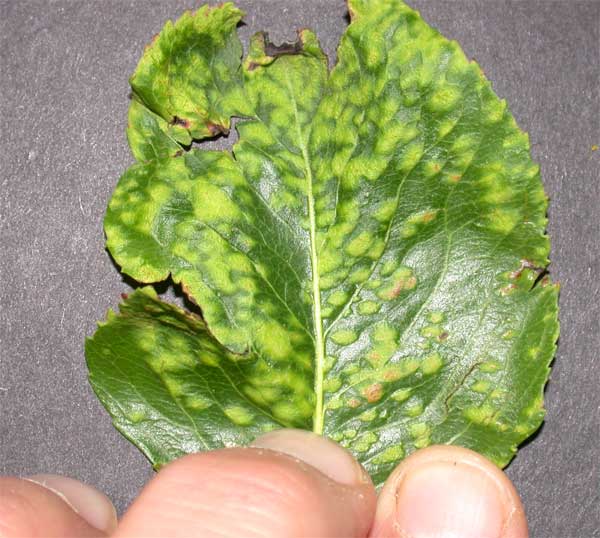 Acariens : symptômes et dégâts sur les poiriers