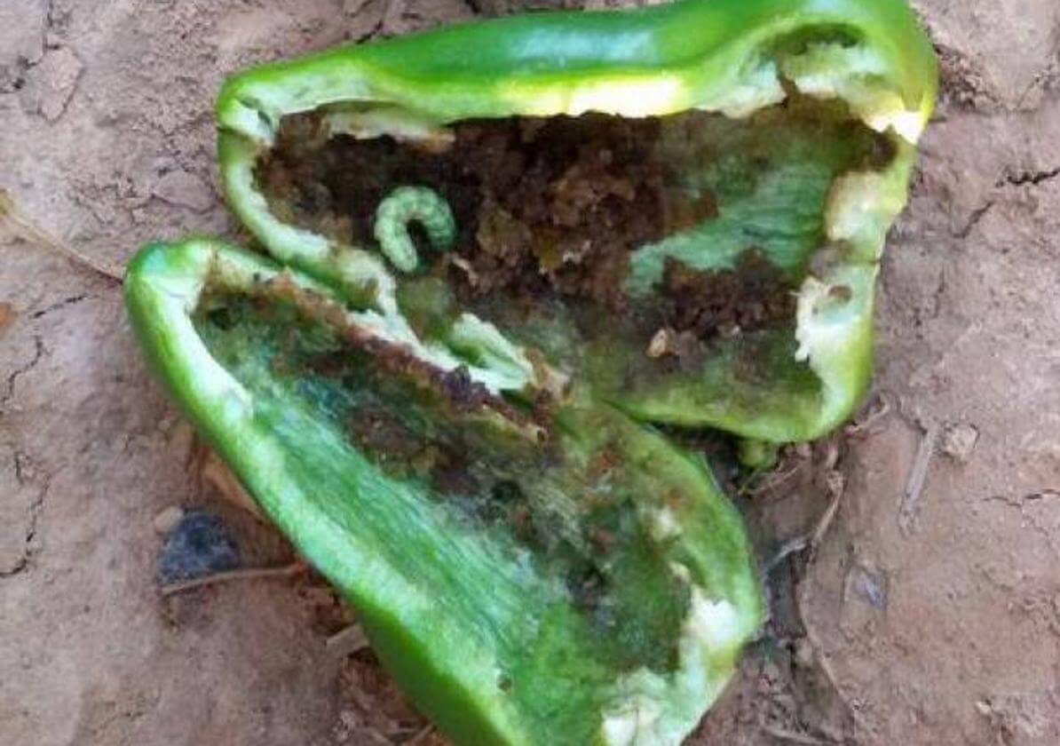 Gusano soldado o rosquilla verde en pimiento | idMicrobe