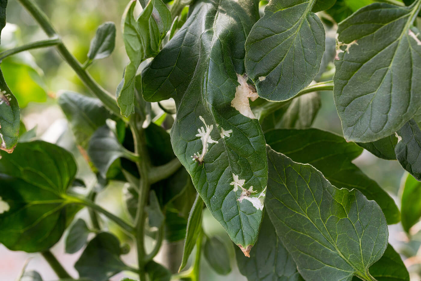 Daños causados por Polilla del tomate en Tomate