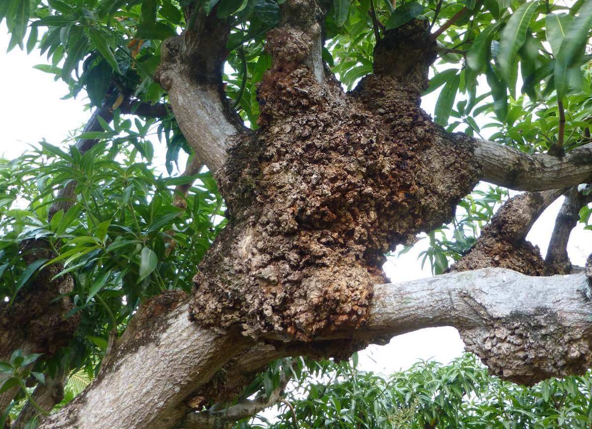 Crown gall: what it is, how it originates, and how to eliminate it effectively