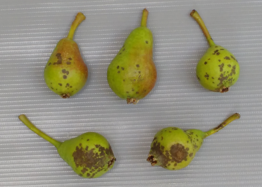 Scab or scab: Symptoms and damage in pome fruit trees