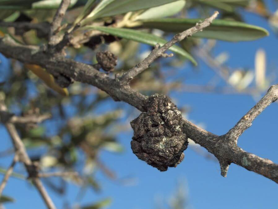 Tuberculosis of the olive tree | idMicrobe