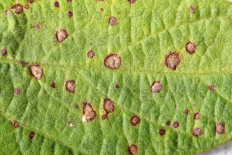 Mancha ojo de rana en Soja: Cómo se reconoce y se trata eficazmente