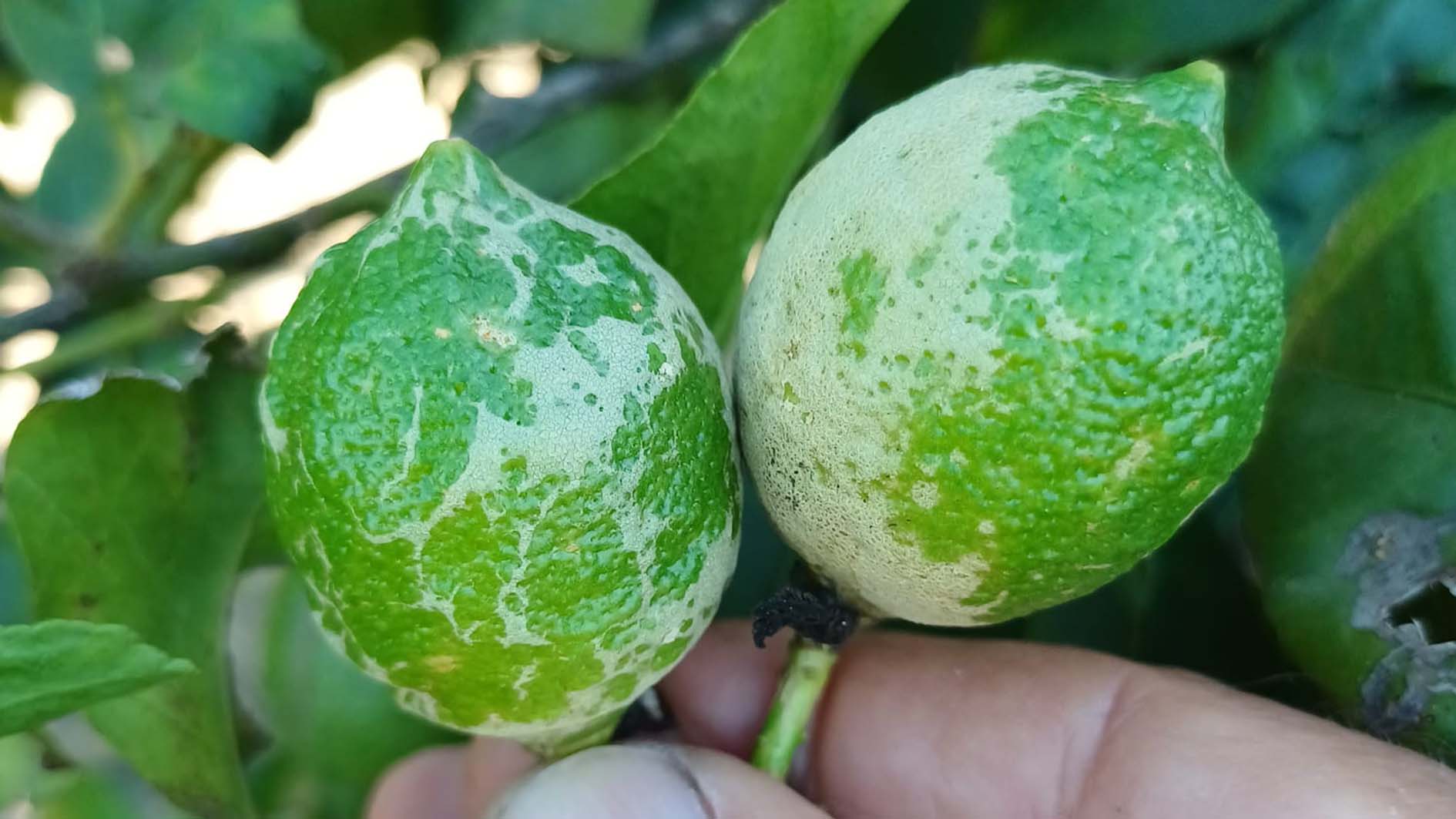 Cómo reconocer y eliminar los trips en los frutos