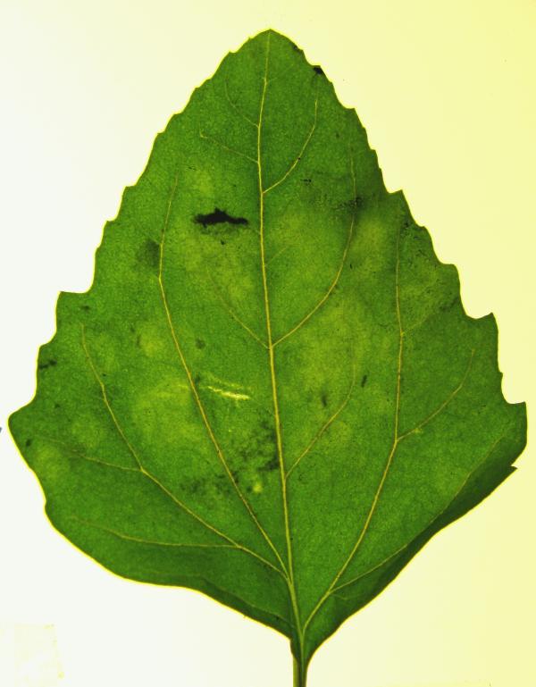 Symptômes, traitements et recommandations pour traiter la mosaïque chlorotique