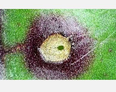 Viruela de la remolacha azucarera | idMicrobe