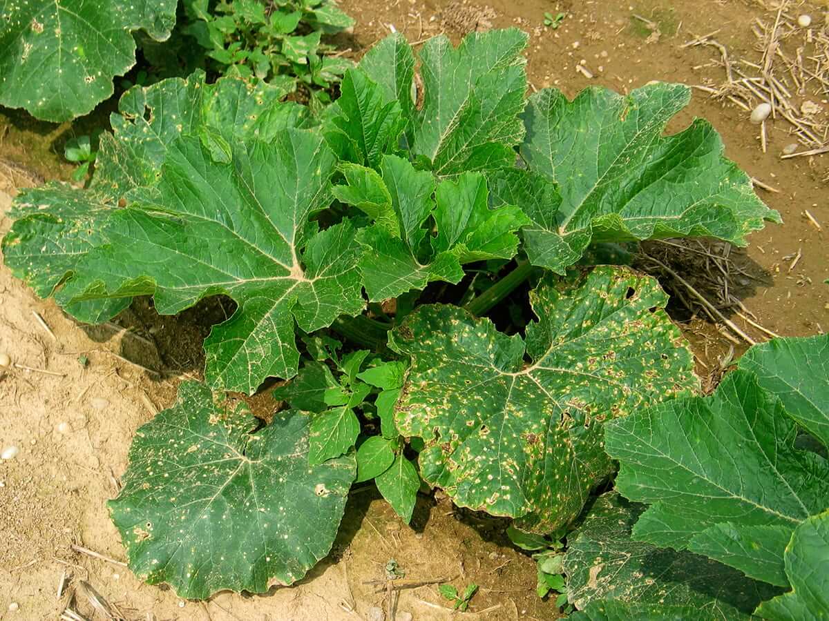 Mancha bacteriana (Xanthomonas): qué es, cómo se origina y cómo eliminar de forma efectiva en calabaza