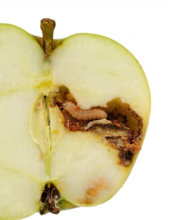 Carpocapsa, gusano o polilla: Síntomas y daños en Frutales de pepita