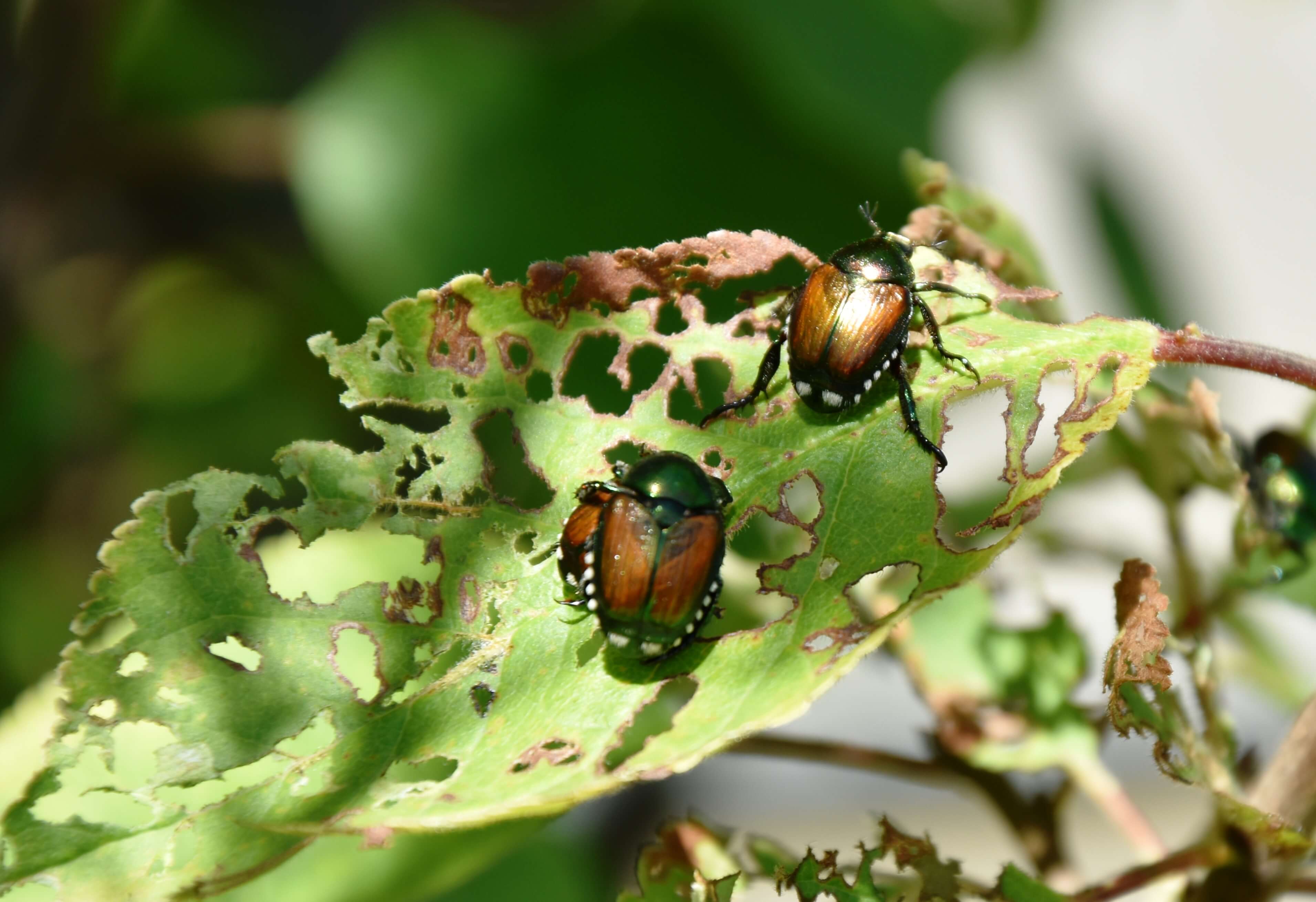 Escarabajo japonés en frambuesa | idMicrobe