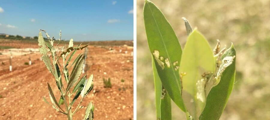Olive glyphosate or jasmine moth in olive trees: How to recognize and treat it effectively