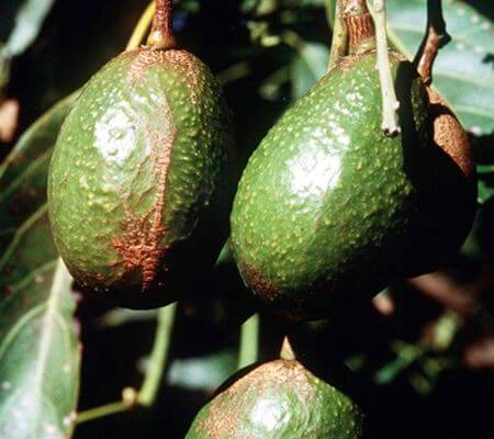 Tripes: Sintomas e Danos no Abacate
