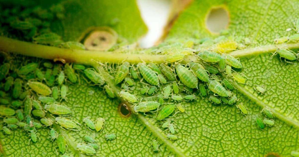 Pulgón negro de las habas: qué es, cómo se origina y cómo eliminar de forma efectiva