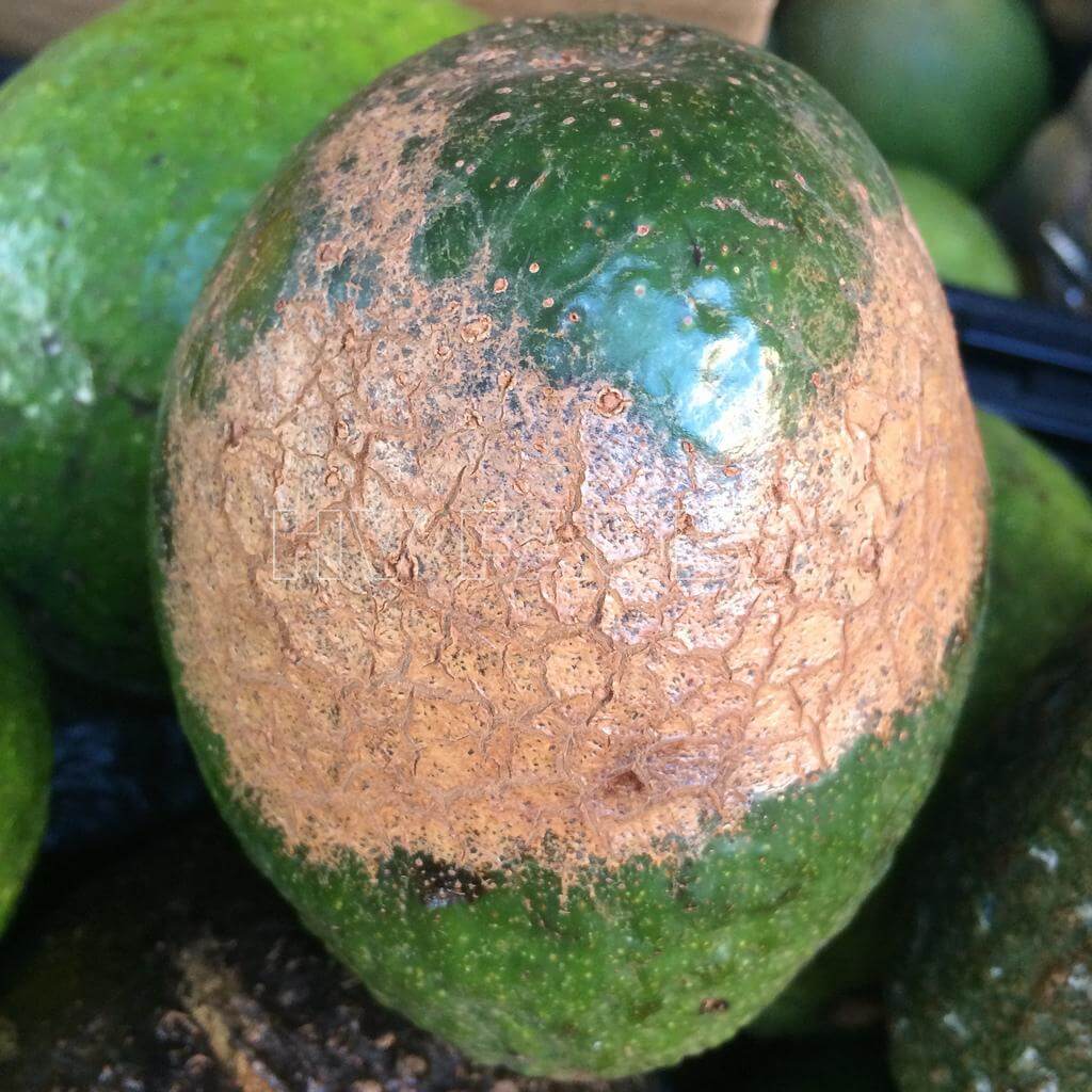 Sarna do abacate: sintomas e danos aos abacates