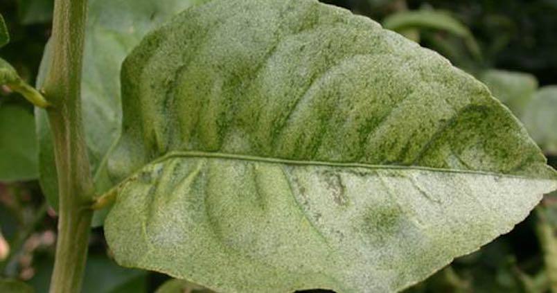 Ácaro rojo de los cítricos: qué es, cómo se origina y cómo eliminar de forma efectiva