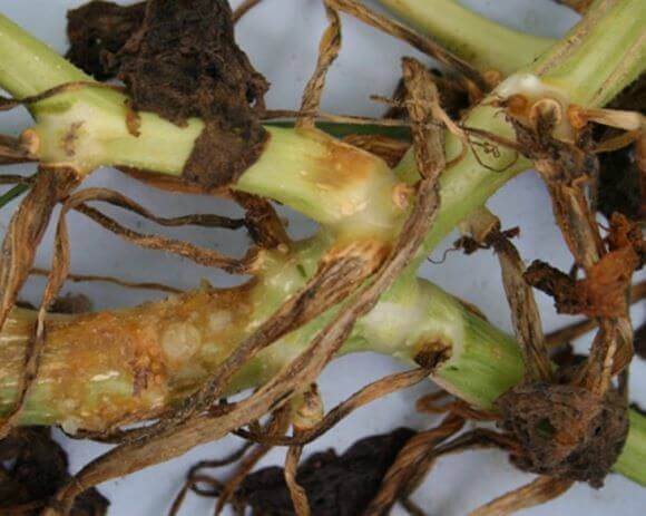 Chancre ou pourriture des gencives : qu'est-ce que c'est, comment il apparaît et comment l'éliminer efficacement