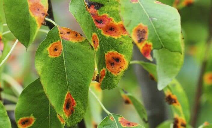 Roya del peral en Peral: Cómo se reconoce y se trata eficazmente