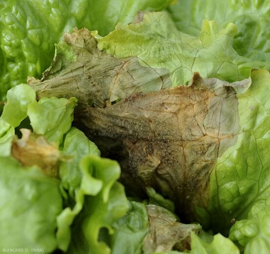 Gray rot on lettuce | idMicrobe