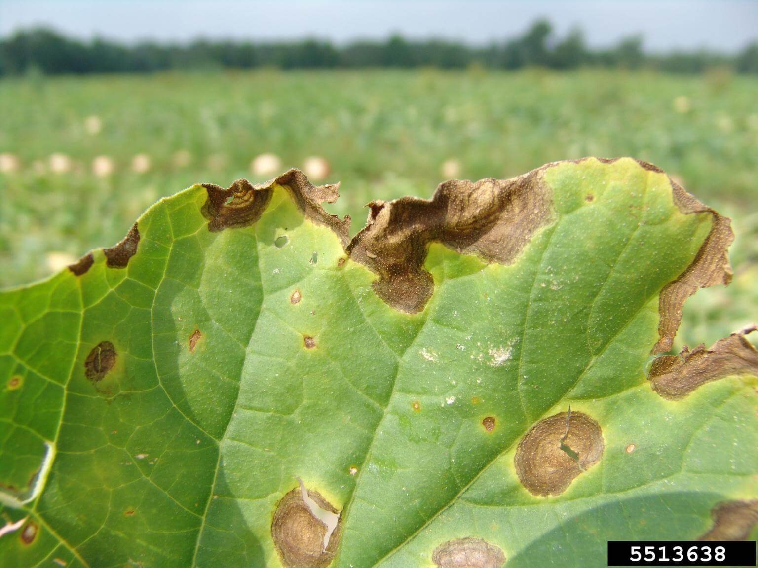 Alternaria in beets | idMicrobe