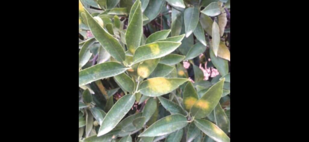 Ácaro o Araña roja: Síntomas y daños en Naranjo