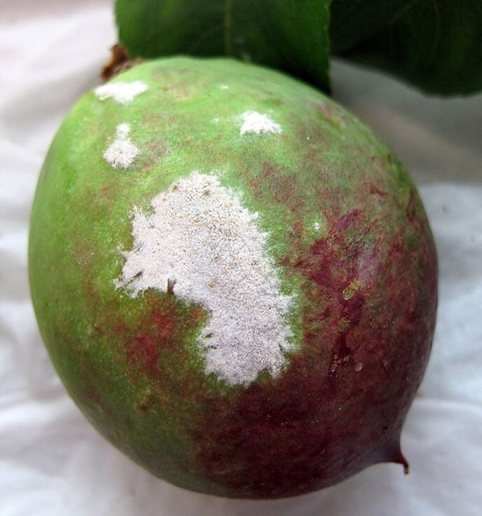Fruit affected by powdery mildew with spots and presence of white powder
