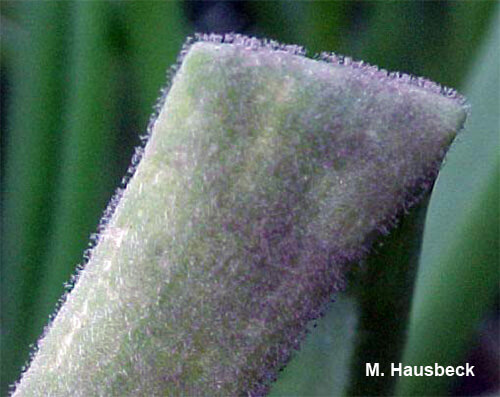 Mildiu en cebolla | idMicrobe