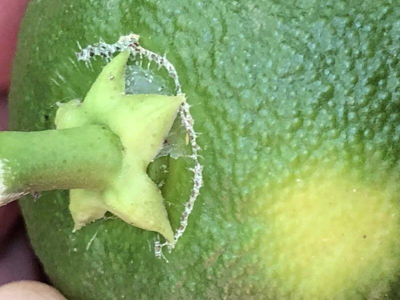 Ácaro o Araña roja en Naranjo: Cómo se reconoce y se trata eficazmente