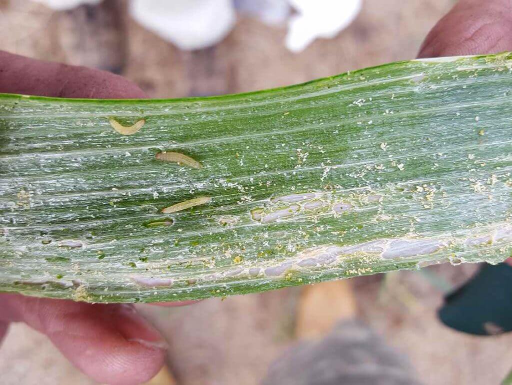 Traça da cebola: como reconhecê-la e tratá-la com eficácia